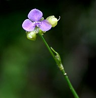 Họ Thài Lài