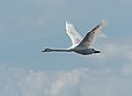 * Nomination Mute swan in flight in Jamaica Bay Wildlife Refuge --Rhododendrites 00:59, 1 June 2022 (UTC) * Promotion  Support Good quality. --Ermell 10:46, 1 June 2022 (UTC)