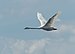 Mute swan in flight in Jamaica Bay Wildlife Refuge (94074).jpg
