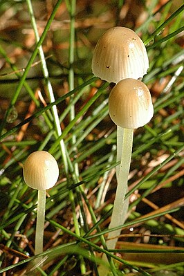 Kegeliger Helmling (Mycena metata)