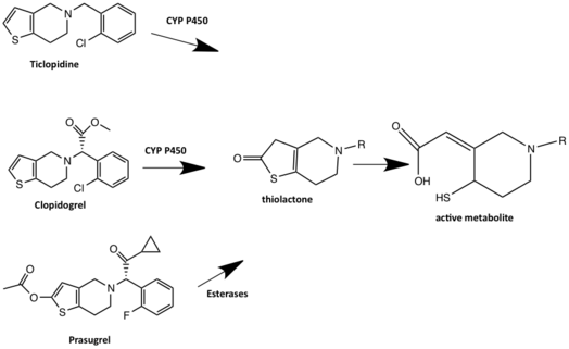 Metabolism of ticlopidine, clopidogrel and prasugrel to an active metabolite. Mynd 52.png