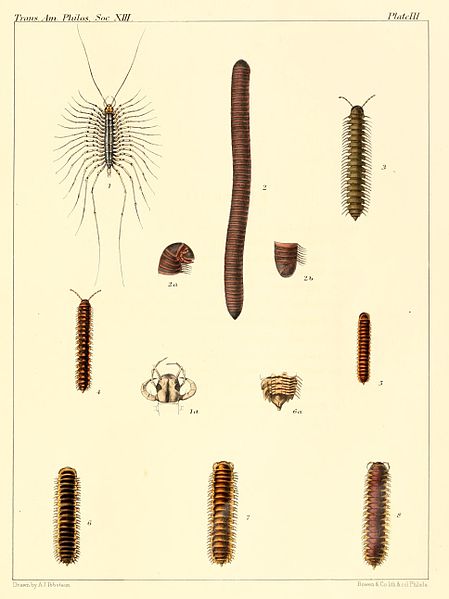 File:Myriapoda of North America 1865 plate III.jpg