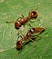 Myrmica.sp. 
 1. jpg