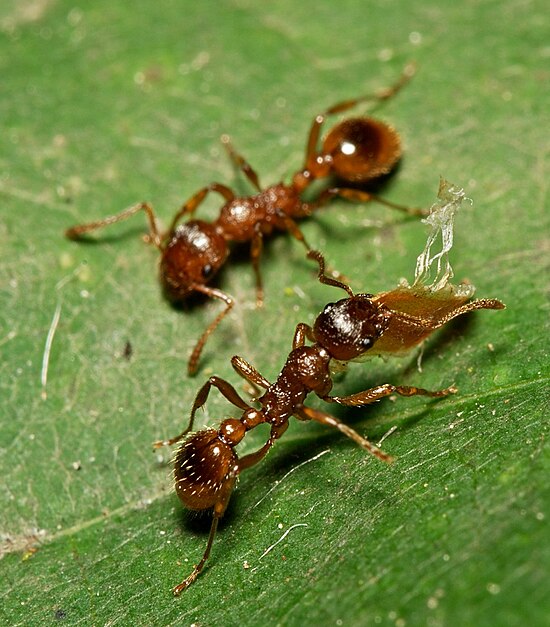 Матка 20. Мирмика Рубра. Муравьи Myrmica rubra. Myrmica rubra матка. Рыжая мирмика.