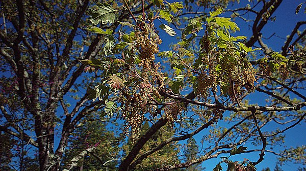 Acorns from the California Black Oak were commonly consumed, although imported Tan Oak acorns were considered more appetizing.