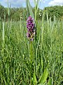 Fleischfarbenes Knabenkraut (Dactylorhiza incarnata) auf der Burger Wiese im Naturschutzgebiet Viehlaßmoos