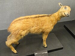 Naemorhedus baileyi - Kunming Natural History Museum of Zoology - DSC02442.JPG