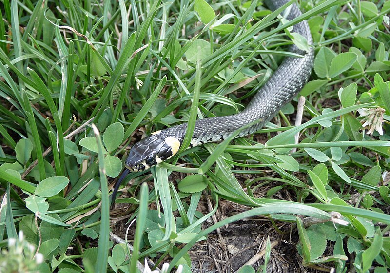 Natrix astreptophora