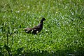 Deutsch: Vögel am Dinopark des Kleinen Spreewaldparks in Schöneiche bei Berlin.