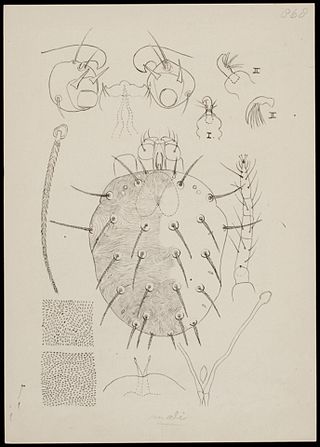 <i>Panonychus</i> Genus of mites