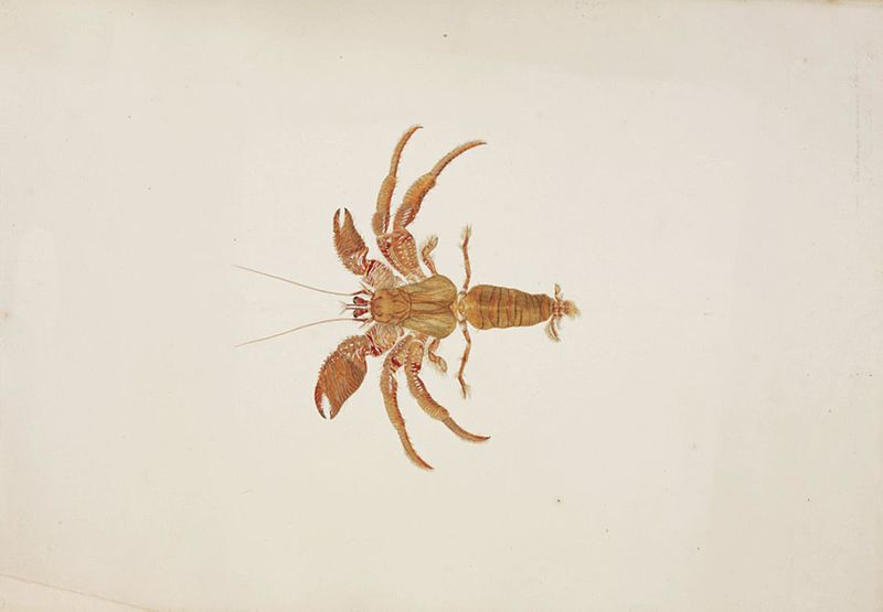 File:Naturalis Biodiversity Center - RMNH.ART.70 - Dardanus arrosor - Kawahara Keiga - 1823 - 1829 - Siebold Collection - pencil drawing - water colour.jpeg