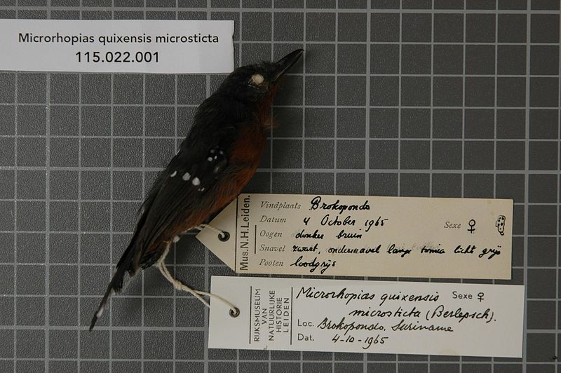 File:Naturalis Biodiversity Center - RMNH.AVES.37896 1 - Microrhopias quixensis microsticta (Berlepsch, 1908) - Formicariidae - bird skin specimen.jpeg