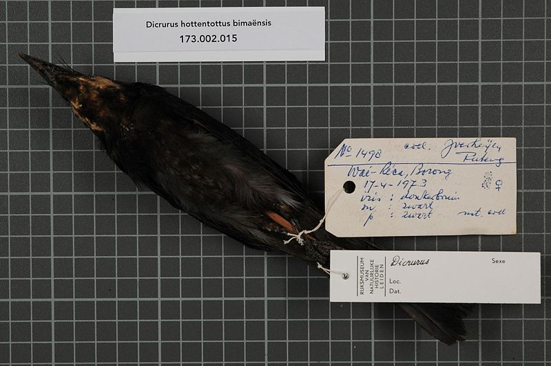 File:Naturalis Biodiversity Center - RMNH.AVES.85284 1 - Dicrurus hottentottus bimaënsis Wallace, 1864 - Dicruridae - bird skin specimen.jpeg