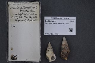 <i>Cerithium traillii</i>