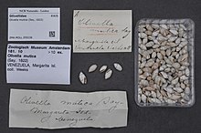 Naturalis Biodiversity Center - ZMA.MOLL.359236 - Olivella mutica (Say, 1822) - Olivellidae - Mollusc shell.jpeg