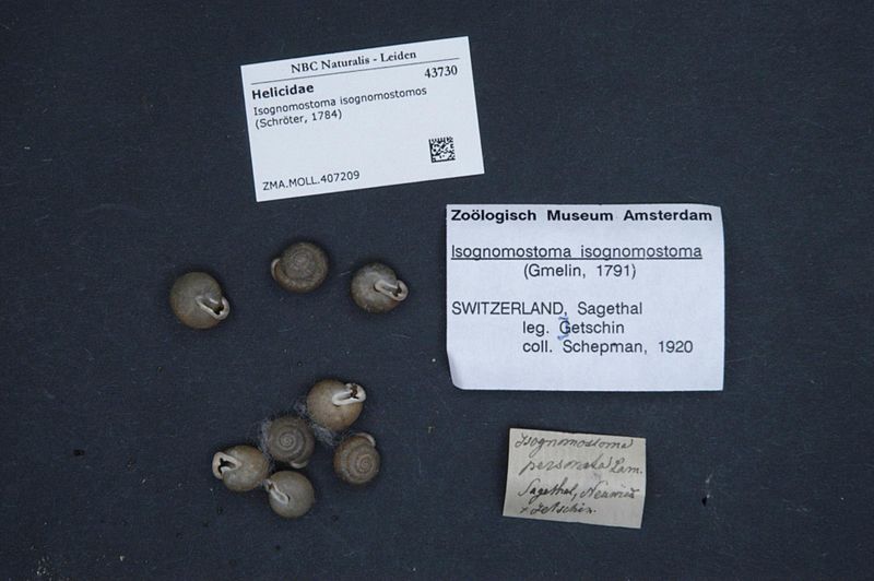 File:Naturalis Biodiversity Center - ZMA.MOLL.407209 - Isognomostoma isognomostomos (Schroeter, 1784) - Helicidae - Mollusc shell.jpeg