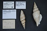 Miniatuur voor Bestand:Naturalis Biodiversity Center - ZMA.MOLL.45599 - Doxander vittatus apicatus (Man in 't Veld &amp; Visser, 1993) - Strombidae - Mollusc shell.jpeg