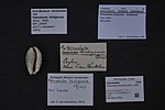 Thumbnail for Palmadusta lentiginosa