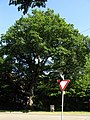 Diese Datei zeigt das Naturdenkmal 1 Eiche in der Günterstalstraße in Freiburg, Baden-Württemberg mit der ID 83110000024; Erfassung 1957.04.29