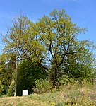 English oak on the Wiesensteig in St. Martin (VS 12)