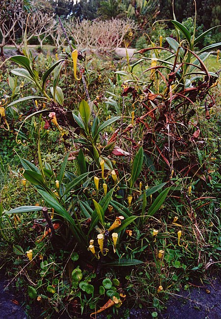 Nepenthes madagascariensis