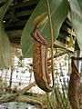 Nepenthes sp. pitch