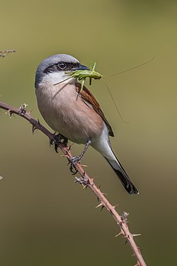 Red-backed shrike (Lanius collurio) in Geo-Naturpark Bergstraße-Odenwald Photograph: Hwbund (CC BY-SA 4.0)