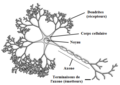 Neurone multipolaire[i]