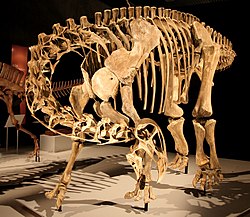 Rekonsturktion af skelettet fra en Nigersaurus i Japan.
