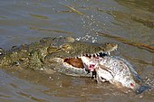 Nile crocodile and Nile tilapia Nile Crocodile (Crocodylus niloticus) trying to swallow a big Tilapia (Oreochromis sp.)... (16212208274).jpg