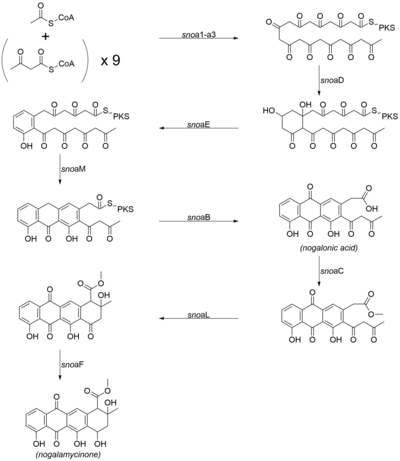 Biosyntheseweg für den Aglyconkern von Nogalamycin.