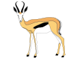 Springbok normal