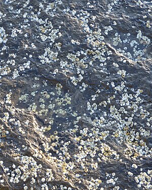 Northern Acorn Barnacles (Semibalanus balanoides)