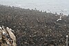 Northern fur seals on the Tyuleny rookery - yes, those are all seals, not rocks