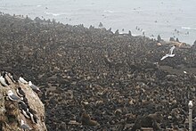 Overview of rookery Northern fur seal rookery tuleny.jpg