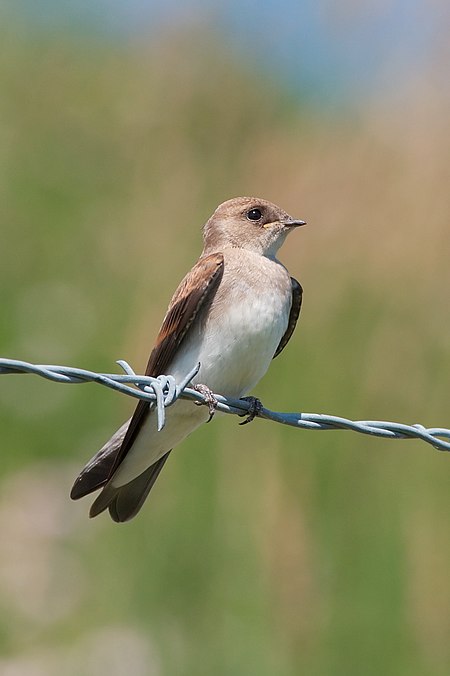 Fail:Northern rough-winged swallow 7435.jpg
