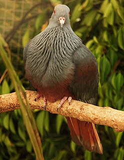 Goliath imperial pigeon Species of bird