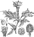 Svinjska dušica. (Datúra Stramónium.) Illustration #87 in: Martin Cilenšek: Naše škodljive rastline, Celovec (1892)
