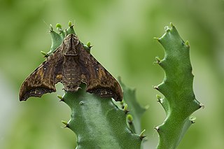 <i>Nyceryx riscus</i> Species of moth