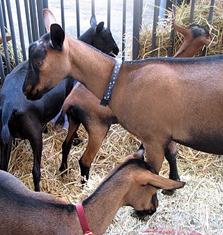 <span class="mw-page-title-main">Oberhasli goat</span> Breed of goat