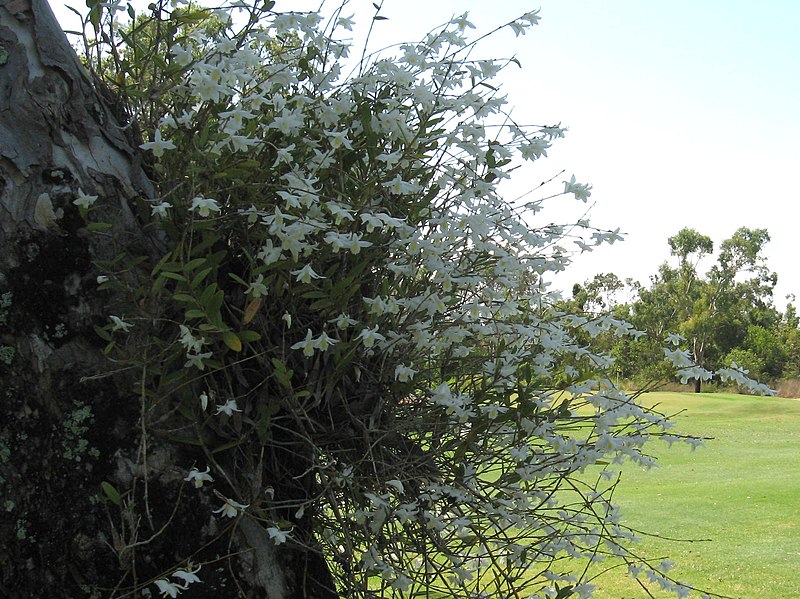 File:Oct 2011 Dove Orchid in Flower - panoramio.jpg