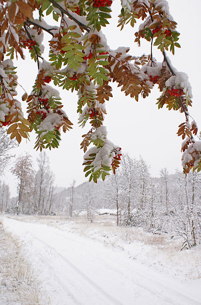 File:October came with snow (3979606919).jpg