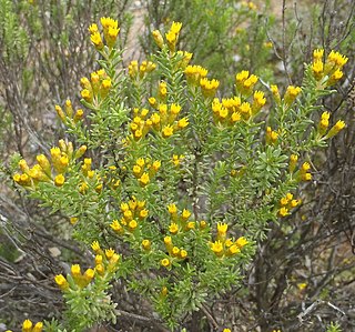 <i>Oedera genistifolia</i> Shrublet in the daisy family from South Africa