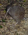 Kiwi (bird) - Wikipedia