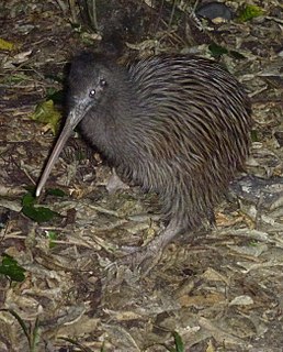 Okarito kiwi Species of bird
