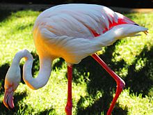 Tua Greater Flamingo kebun Binatang Adelaide dailyshoot.jpg