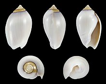 Olivella walkeri 01.JPG