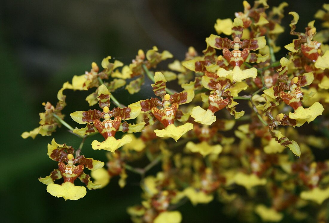 Oncidium