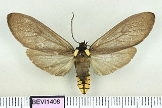 <i>Opharus brasiliensis</i> species of insect