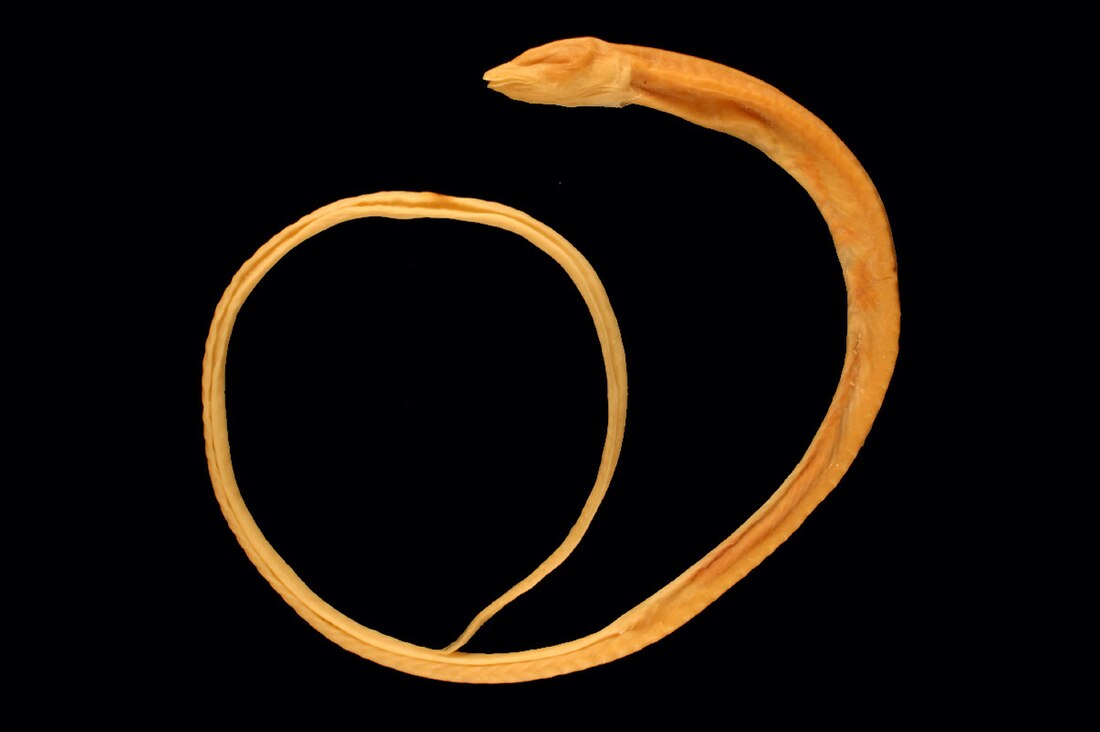 File:OphisternonCandidHolotype.jpg